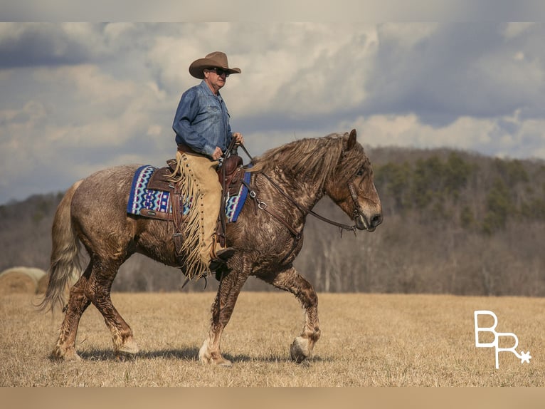 Trekpaard Ruin 8 Jaar 163 cm Roan-Red in Mountain Grove MO