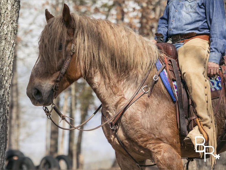 Trekpaard Ruin 8 Jaar 163 cm Roan-Red in Mountain Grove MO