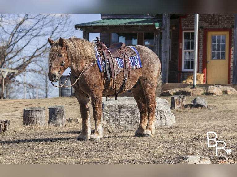 Trekpaard Ruin 8 Jaar 163 cm Roan-Red in Mountain Grove MO