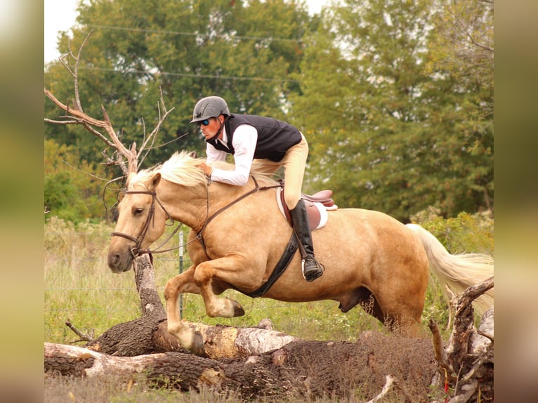 Trekpaard Mix Ruin 8 Jaar 168 cm Palomino in Baxter Springs