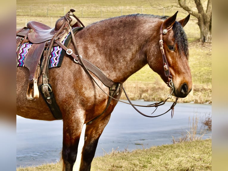 Trekpaard Mix Ruin 8 Jaar 170 cm Roan-Bay in Fresno