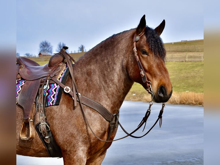 Trekpaard Mix Ruin 8 Jaar 170 cm Roan-Bay in Fresno