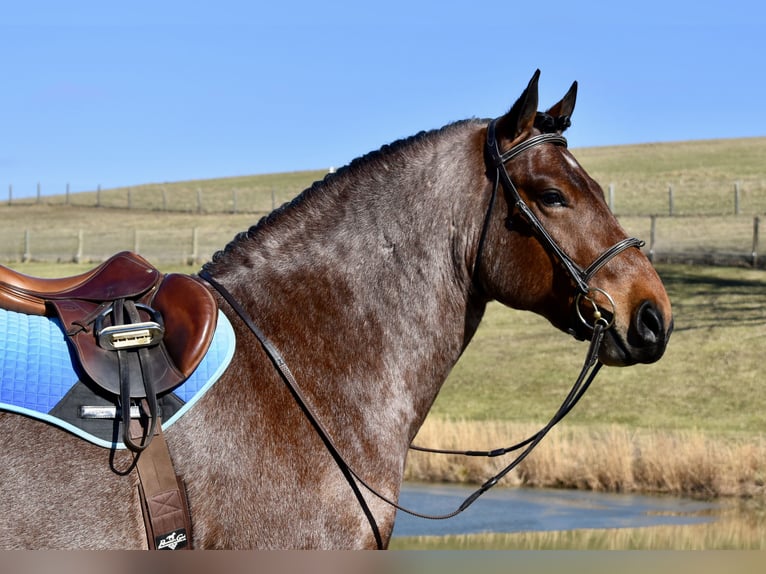 Trekpaard Mix Ruin 8 Jaar 170 cm Roan-Bay in Fresno