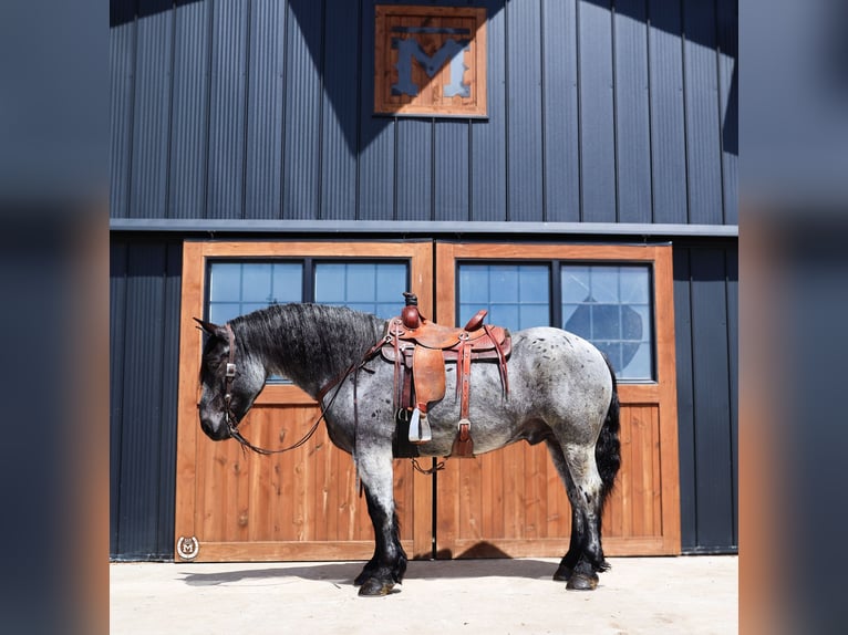 Trekpaard Mix Ruin 8 Jaar Roan-Blue in Windom