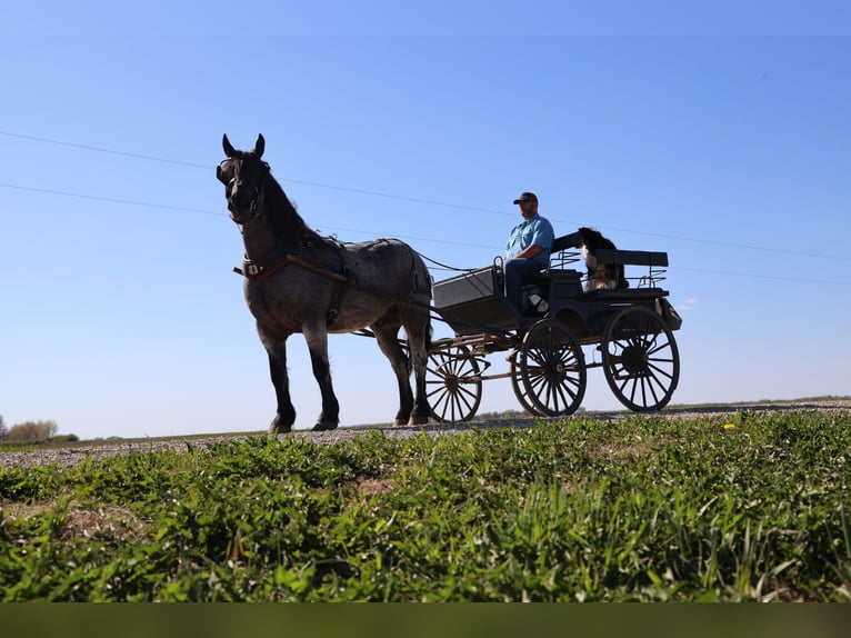 Trekpaard Mix Ruin 8 Jaar Roan-Blue in Windom