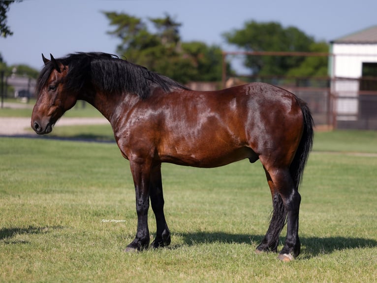Trekpaard Mix Ruin 8 Jaar Roodbruin in Ripley