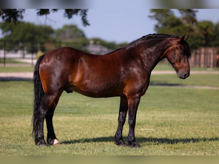 Trekpaard Mix Ruin 8 Jaar Roodbruin in Ripley