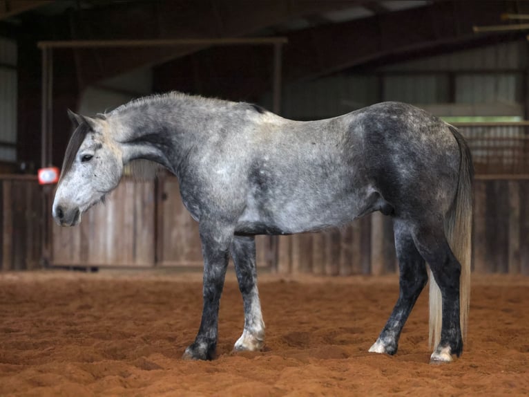 Trekpaard Mix Ruin 8 Jaar Schimmel in Ripley