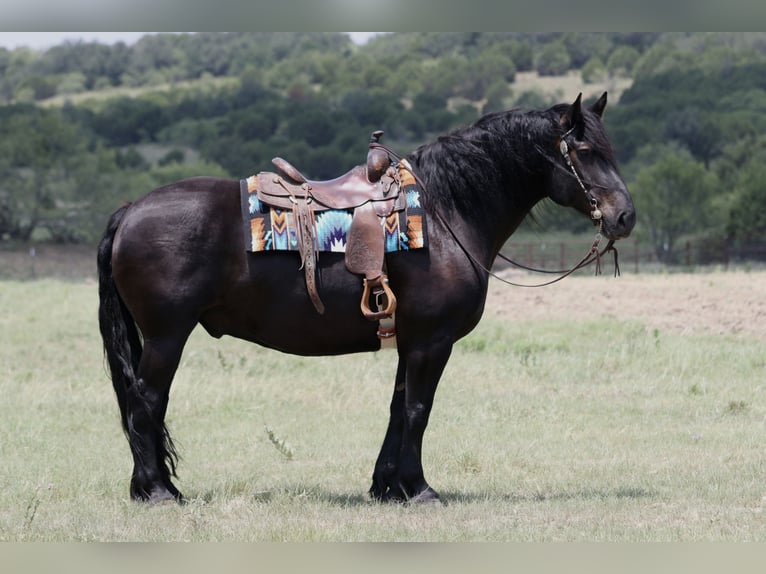 Trekpaard Mix Ruin 8 Jaar Zwart in Weatherford
