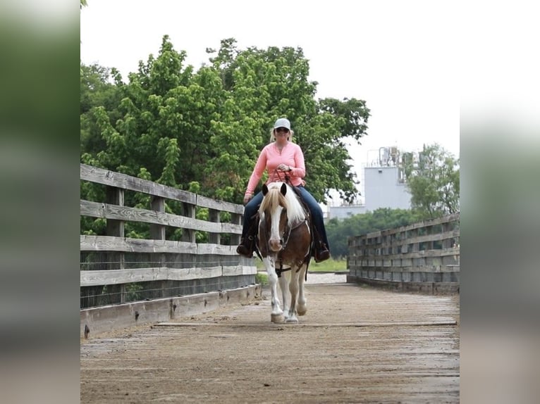 Trekpaard Ruin 9 Jaar 145 cm Roan-Red in Weatherford TX