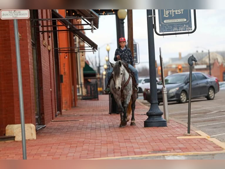 Trekpaard Ruin 9 Jaar 150 cm Schimmel in Ripley