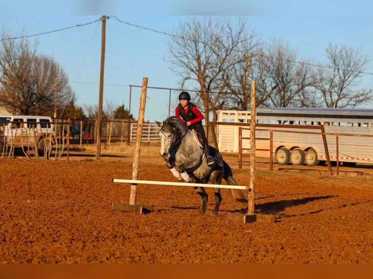 Trekpaard Ruin 9 Jaar 150 cm Schimmel in Ripley