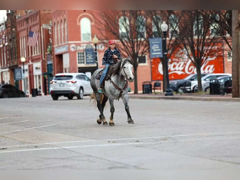 Trekpaard Ruin 9 Jaar 150 cm Schimmel in Ripley