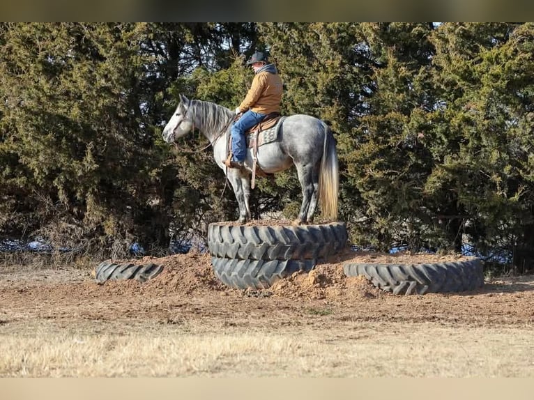 Trekpaard Ruin 9 Jaar 150 cm Schimmel in Ripley