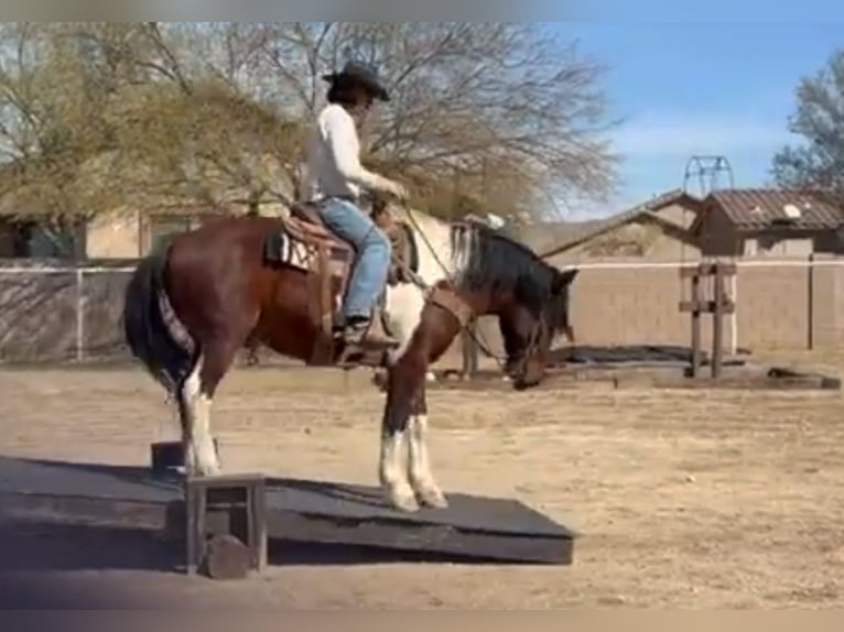 Trekpaard Mix Ruin 9 Jaar 152 cm Gevlekt-paard in Marana