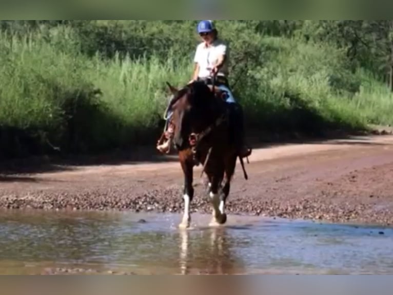 Trekpaard Mix Ruin 9 Jaar 152 cm Gevlekt-paard in Marana