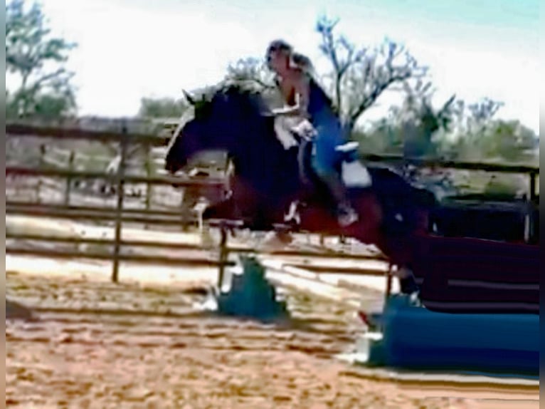 Trekpaard Mix Ruin 9 Jaar 152 cm Gevlekt-paard in Marana