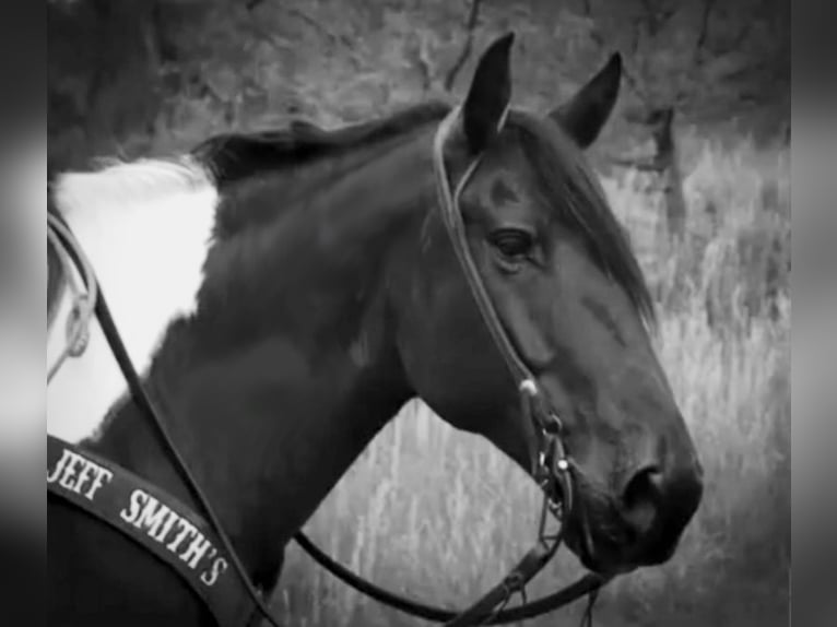 Trekpaard Mix Ruin 9 Jaar 152 cm Gevlekt-paard in Marana