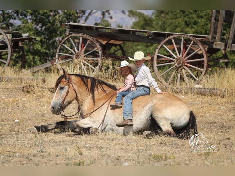 Trekpaard Mix Ruin 9 Jaar 155 cm Buckskin in Cody
