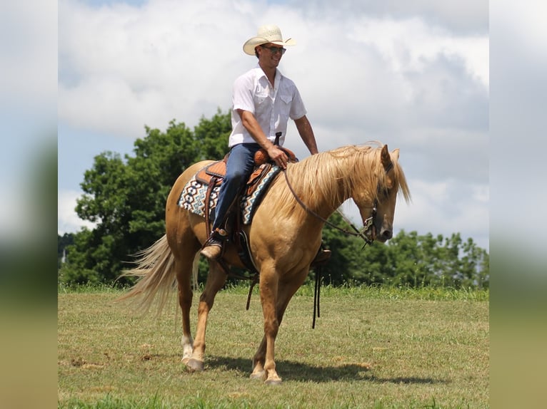 Trekpaard Ruin 9 Jaar 155 cm Palomino in Brodhead KY