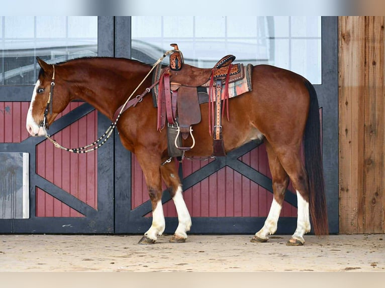 Trekpaard Mix Ruin 9 Jaar 155 cm Roodbruin in Rebersburg