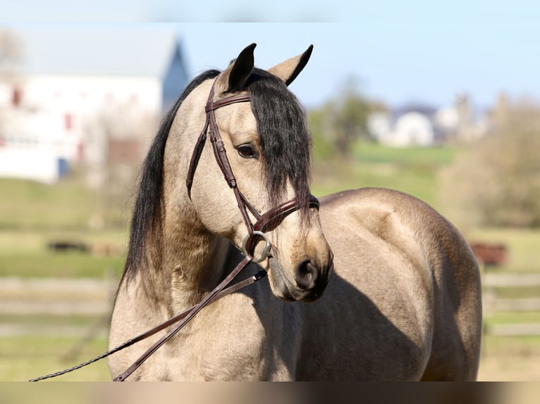 Trekpaard Ruin 9 Jaar 157 cm Buckskin in Gap