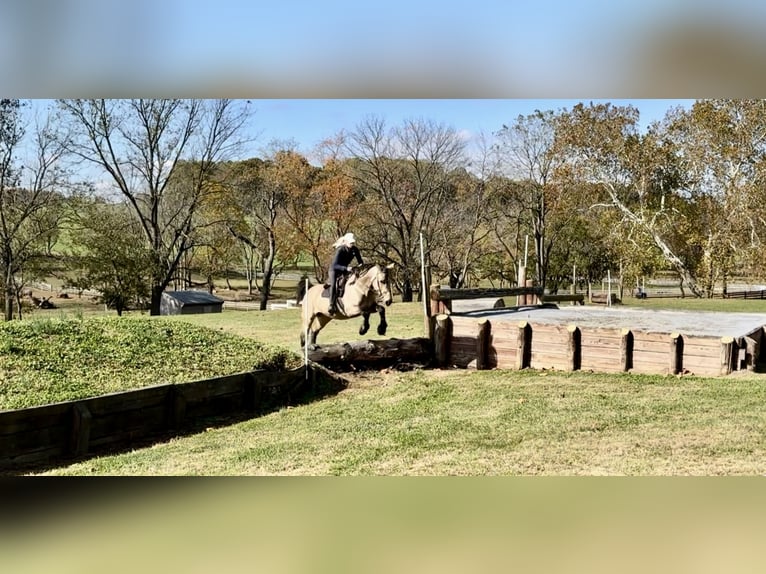 Trekpaard Ruin 9 Jaar 157 cm Buckskin in Gap