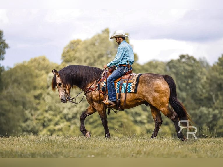 Trekpaard Mix Ruin 9 Jaar 157 cm Buckskin in Lyles