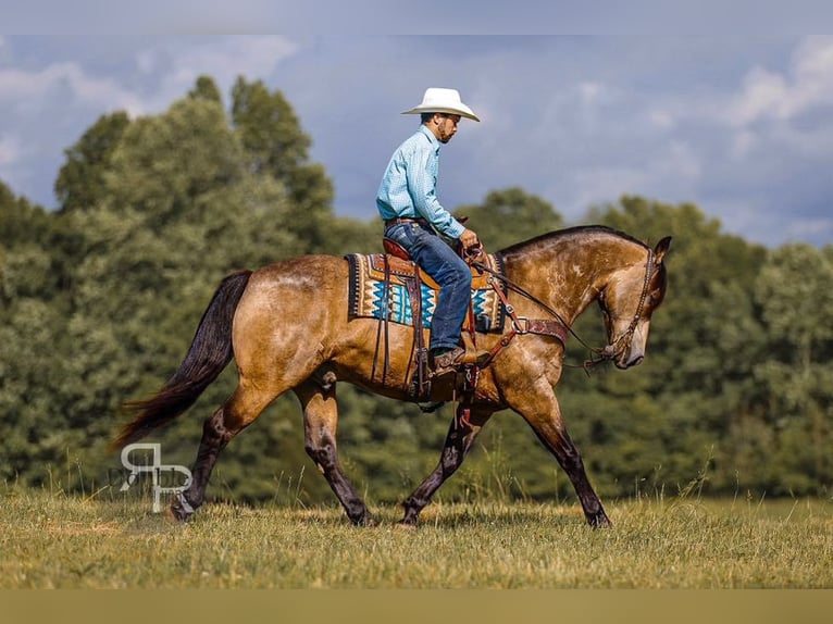 Trekpaard Mix Ruin 9 Jaar 157 cm Buckskin in Lyles