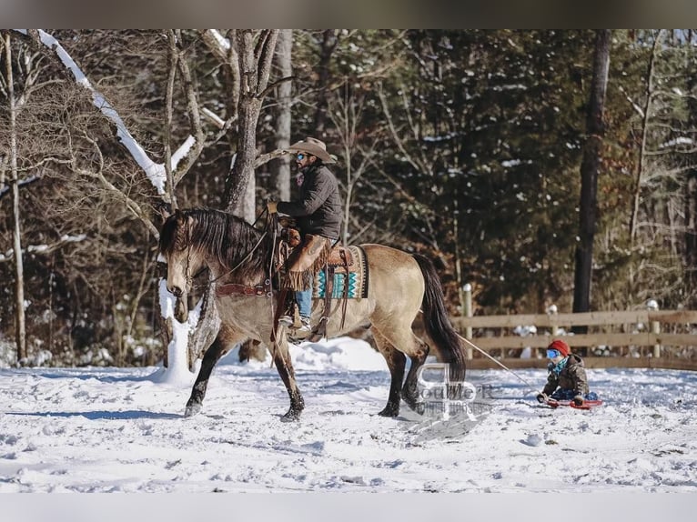 Trekpaard Mix Ruin 9 Jaar 157 cm Buckskin in Lyles