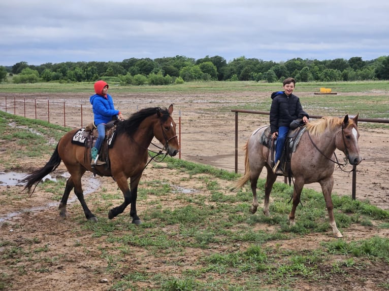 Trekpaard Mix Ruin 9 Jaar 157 cm Roodbruin in Madill, OK