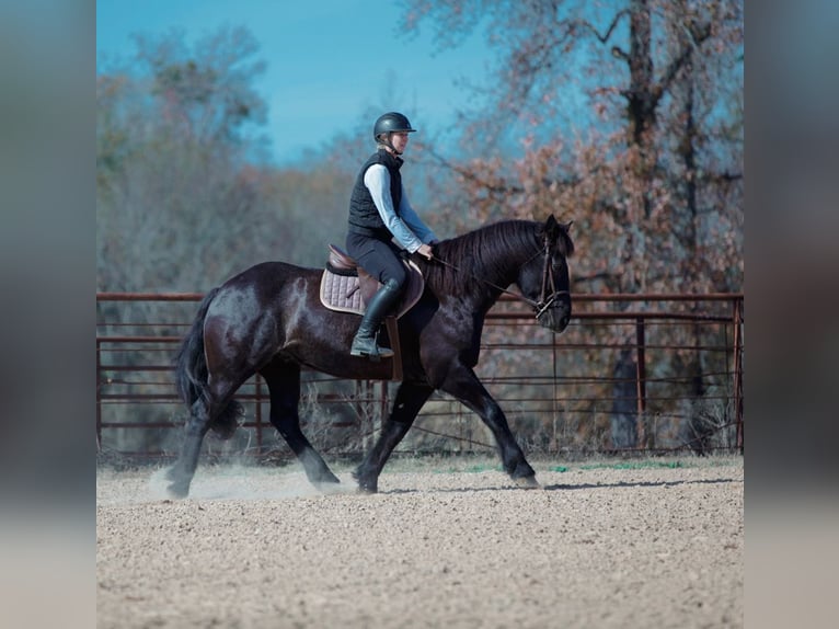 Trekpaard Mix Ruin 9 Jaar 160 cm Roan-Blue in Athens