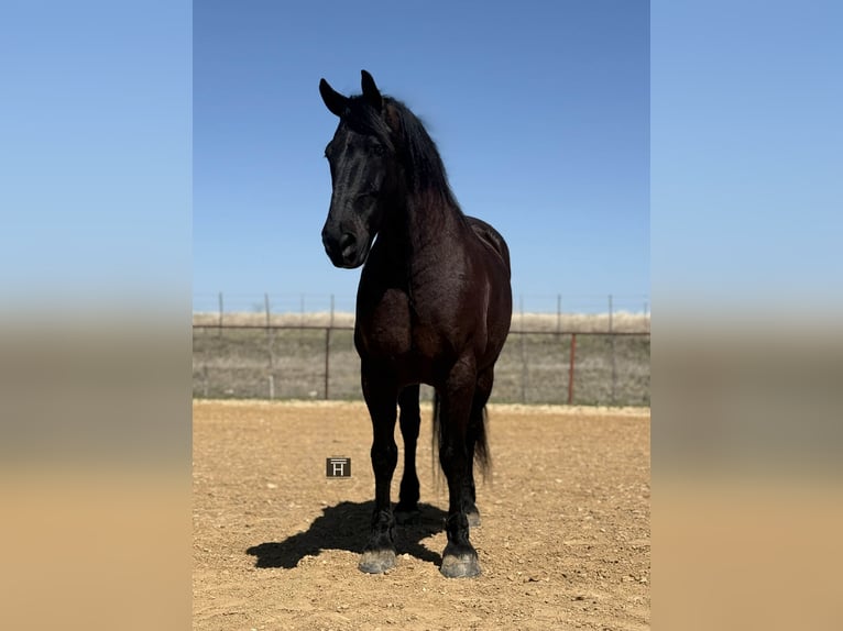 Trekpaard Ruin 9 Jaar 160 cm Zwart in Weatherford