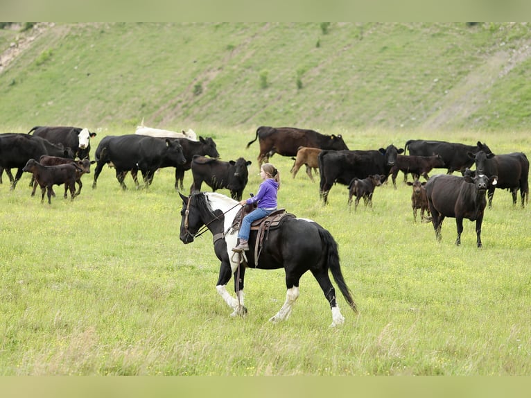Trekpaard Mix Ruin 9 Jaar 163 cm Gevlekt-paard in Crab Orchard