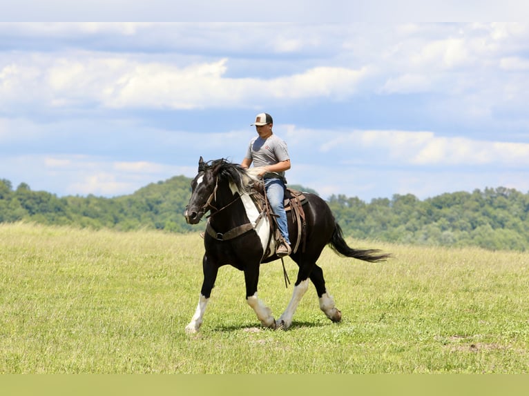 Trekpaard Mix Ruin 9 Jaar 163 cm Gevlekt-paard in Crab Orchard