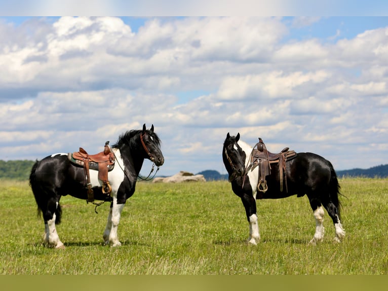 Trekpaard Mix Ruin 9 Jaar 163 cm Gevlekt-paard in Crab Orchard