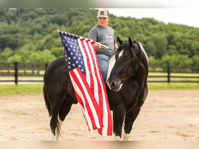Trekpaard Mix Ruin 9 Jaar 163 cm Gevlekt-paard in Crab Orchard