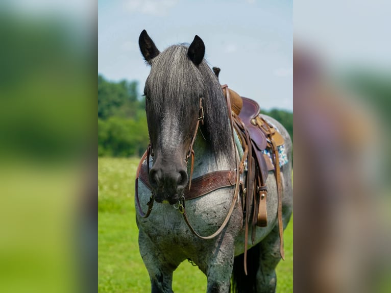 Trekpaard Mix Ruin 9 Jaar 163 cm Roan-Blue in Clarion