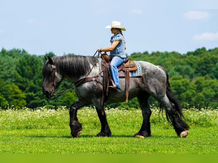 Trekpaard Mix Ruin 9 Jaar 163 cm Roan-Blue in Clarion