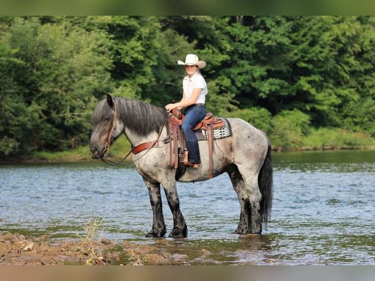 Trekpaard Mix Ruin 9 Jaar 163 cm Roan-Blue in Clarion