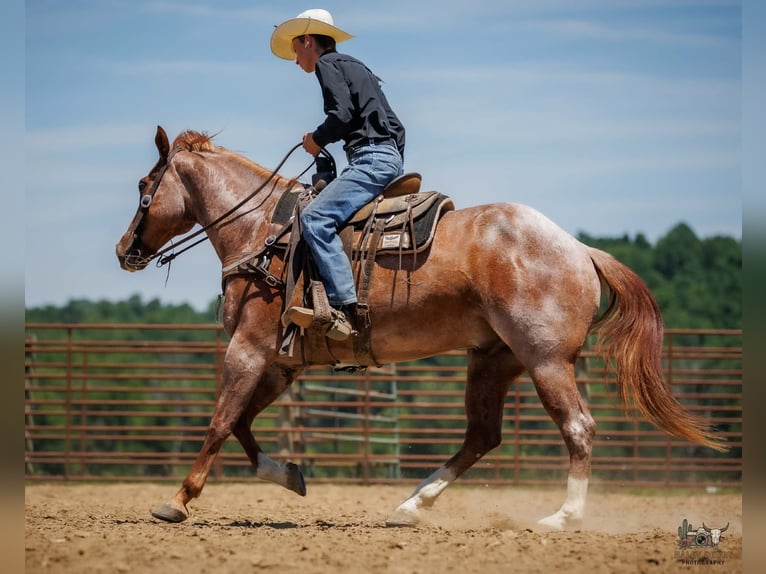 Trekpaard Mix Ruin 9 Jaar Roan-Red in Auburn