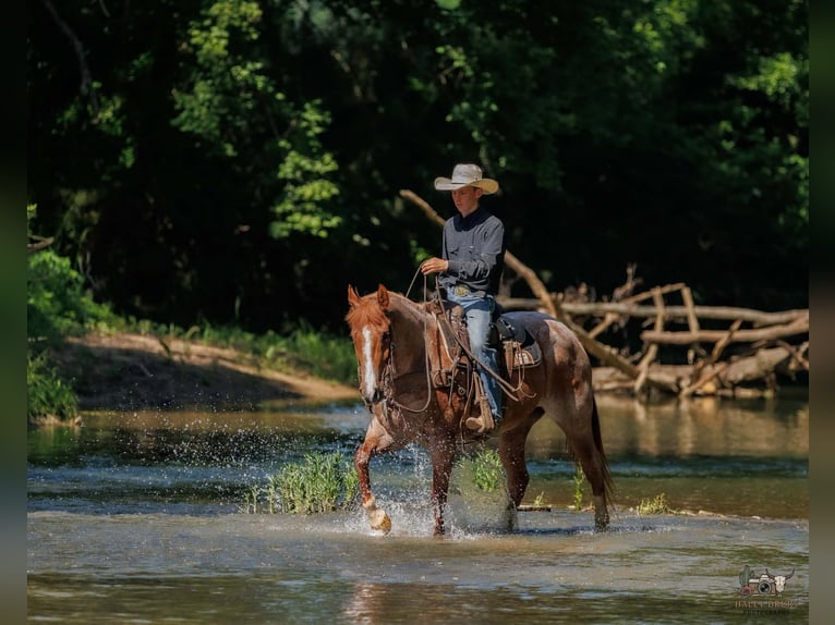 Trekpaard Mix Ruin 9 Jaar Roan-Red in Auburn