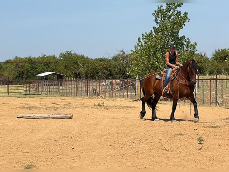 Trekpaard Mix Ruin 9 Jaar Roodbruin in Weatherford