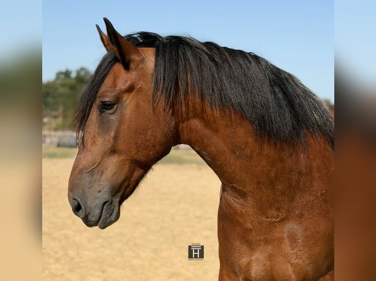 Trekpaard Mix Ruin 9 Jaar Roodbruin in Weatherford