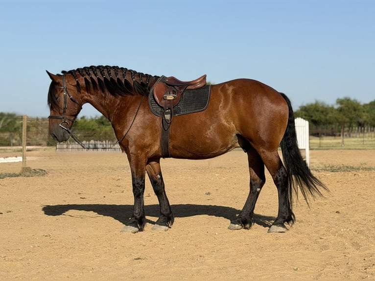 Trekpaard Mix Ruin 9 Jaar Roodbruin in Weatherford