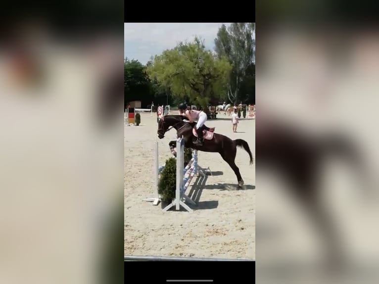 Treue Reitbeteiligung gesucht ( Reiterin sucht Pferd) Treue Reitbeteiligung gesucht ( Reiterin sucht Pferd)