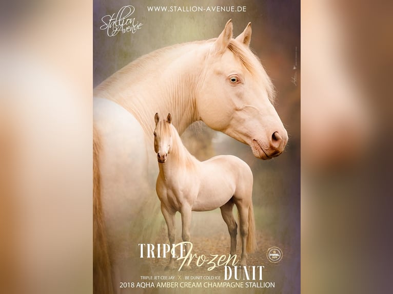 TRIPLE FROZEN DUNIT American Quarter Horse Hengst Champagne in Waldshut-Tiengen