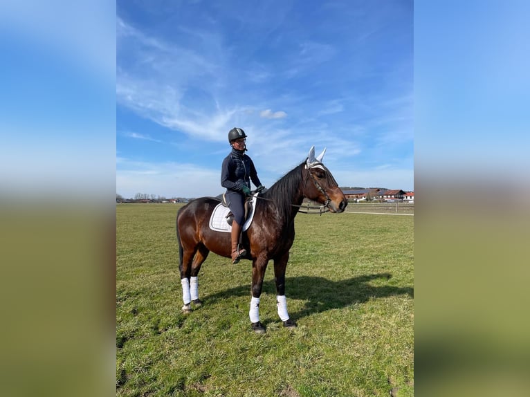 Trotón alemán Caballo castrado 10 años 158 cm Castaño in Bruckmühl