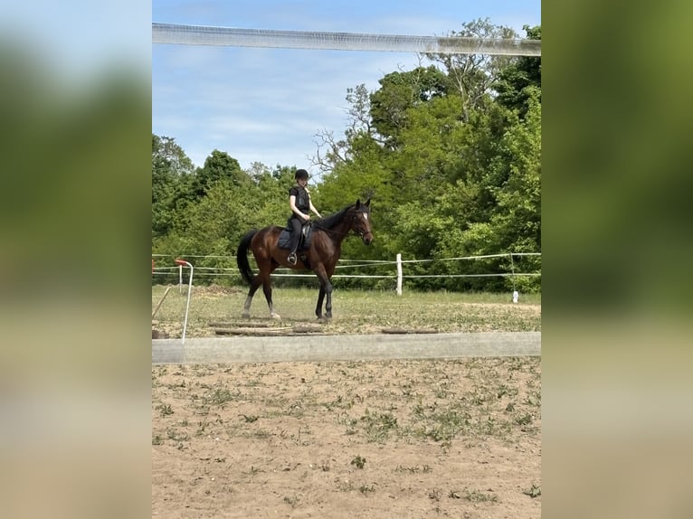 Trotón alemán Caballo castrado 10 años 163 cm Castaño in Ludwigslust