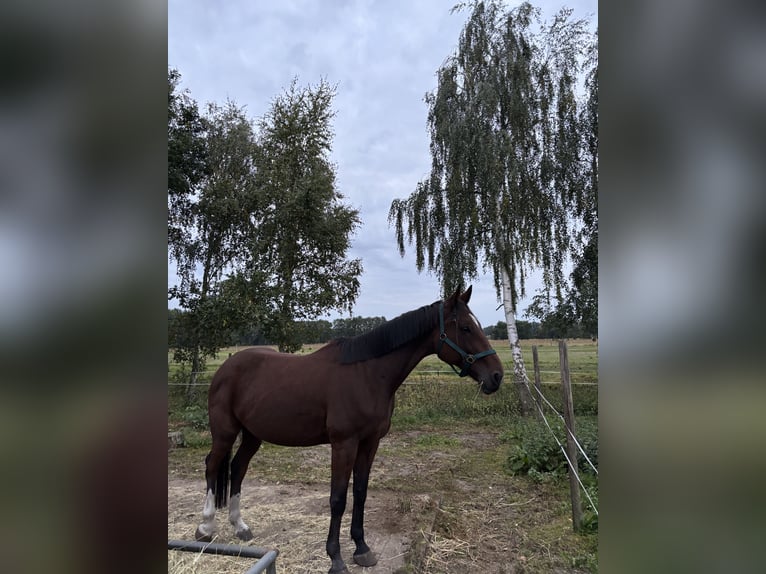 Trotón alemán Caballo castrado 10 años 163 cm Castaño in Ludwigslust